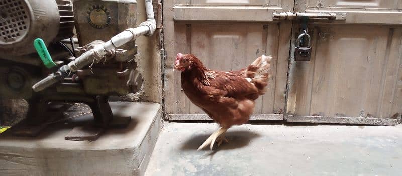 healthy and active LOHMAN hen for sale 3