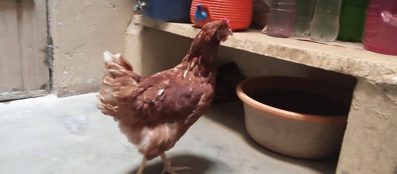 healthy and active LOHMAN hen for sale 4