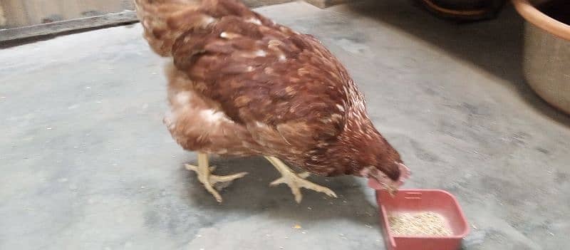 healthy and active LOHMAN hen for sale 5