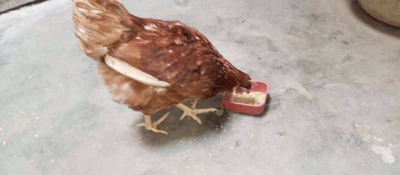 healthy and active LOHMAN hen for sale 6