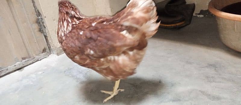 healthy and active LOHMAN hen for sale 7