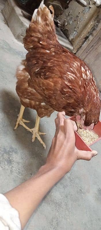 healthy and active LOHMAN hen for sale 8