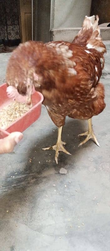 healthy and active LOHMAN hen for sale 9