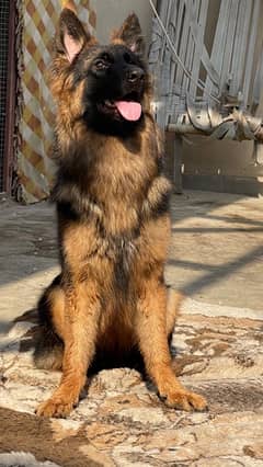 German shepherd 2 female stock coat / long coat