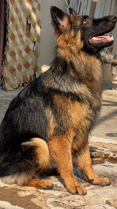 German shepherd 2 female stock coat / long coat 1