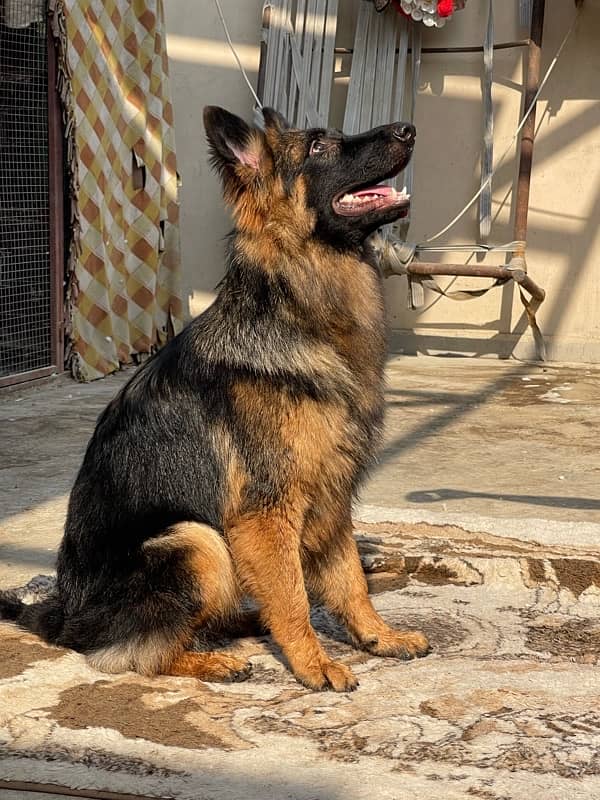 German shepherd 2 female stock coat / long coat 2