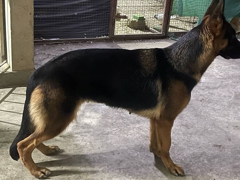 German shepherd 2 female stock coat / long coat 3