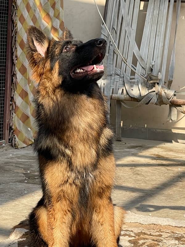 German shepherd 2 female stock coat / long coat 4