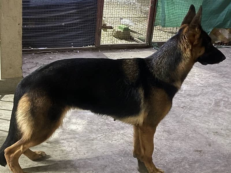 German shepherd 2 female stock coat / long coat 5