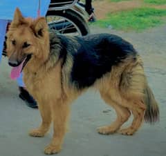 German shepherd dog for sale