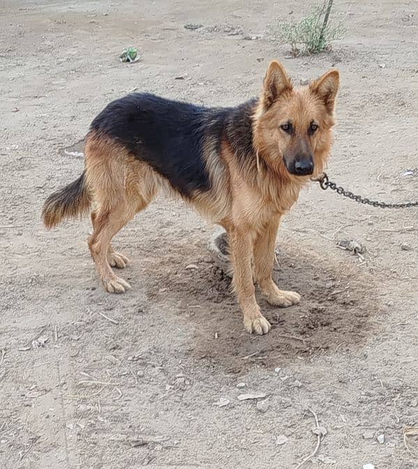 German shepherd dog for sale 1