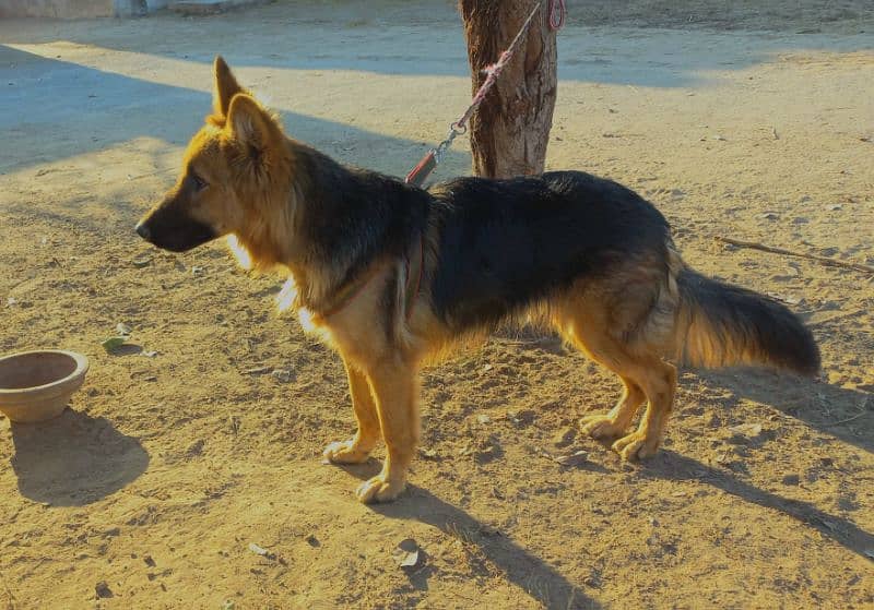 German shepherd dog for sale 2