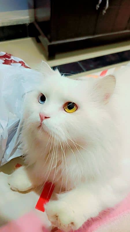 Odd Eyes Persion, Siberian Punch Face Triple Coated,Male Cat for sale 0