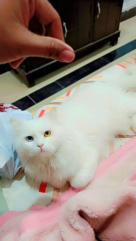 Odd Eyes Persion, Siberian Punch Face Triple Coated,Male Cat for sale 1