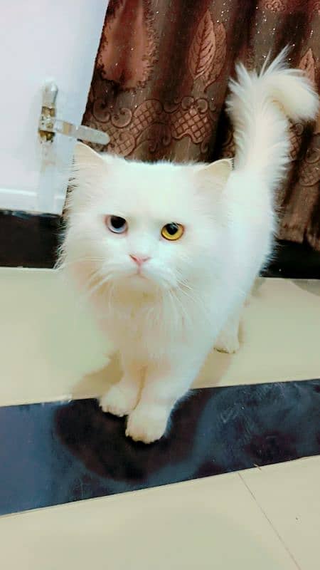 Odd Eyes Persion, Siberian Punch Face Triple Coated,Male Cat for sale 2