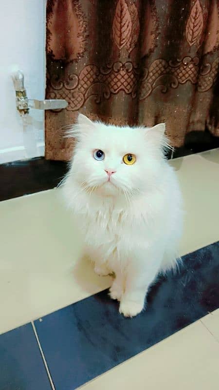 Odd Eyes Persion, Siberian Punch Face Triple Coated,Male Cat for sale 3