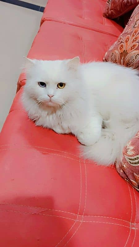 Odd Eyes Persion, Siberian Punch Face Triple Coated,Male Cat for sale 4