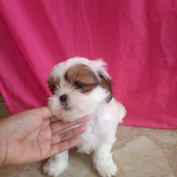 shihtzu puppy 0