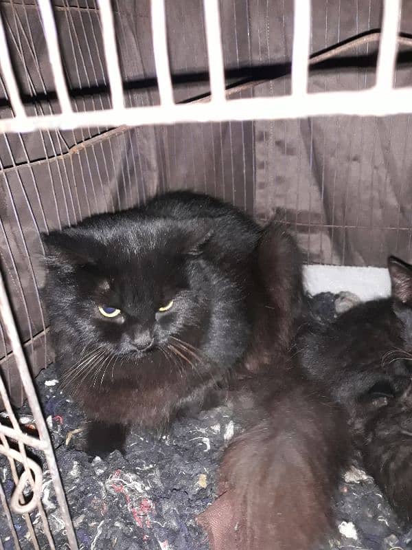 persian black cat with 3 new born babies 3