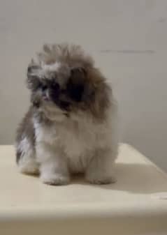 SHIHTZU shitzu puppies for sale