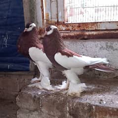 Magpie Pouter Pigeon