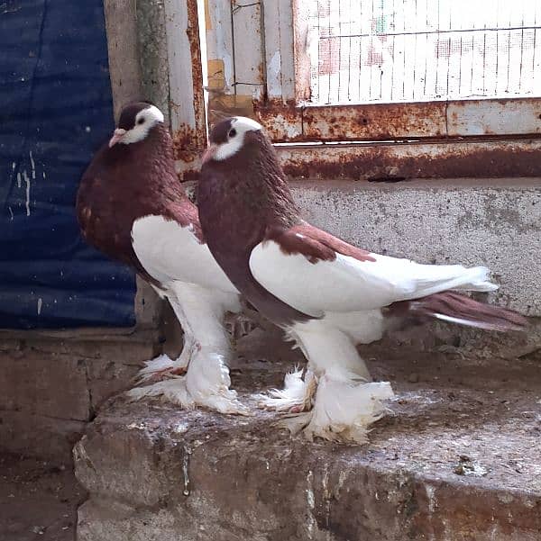 Magpie Pouter Pigeon 0