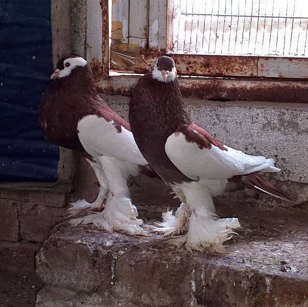 Magpie Pouter Pigeon 1