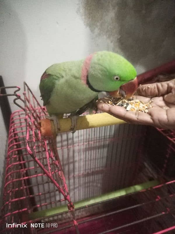 Pahari Parrot 0