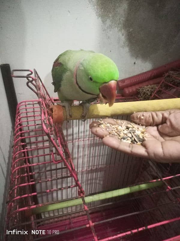 Pahari Parrot 1