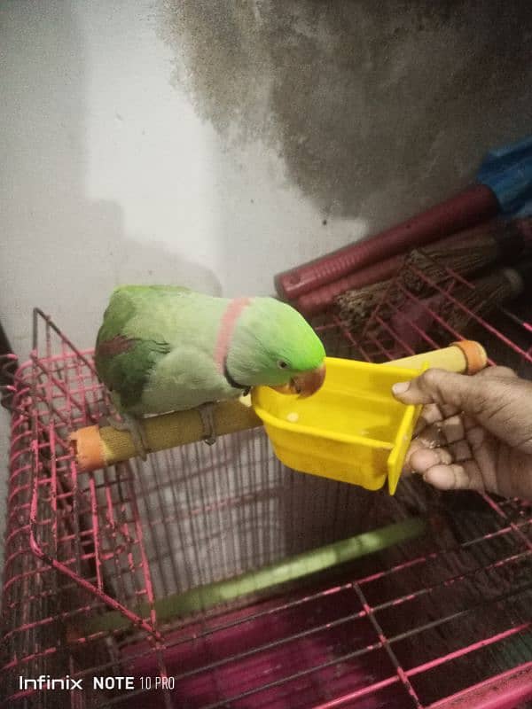 Pahari Parrot 2