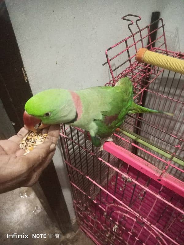 Pahari Parrot 3