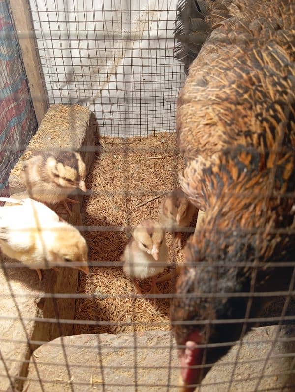 aseel mianwali chicks for sale 1