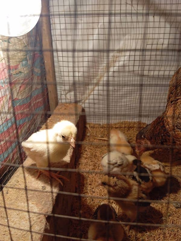 aseel mianwali chicks for sale 4