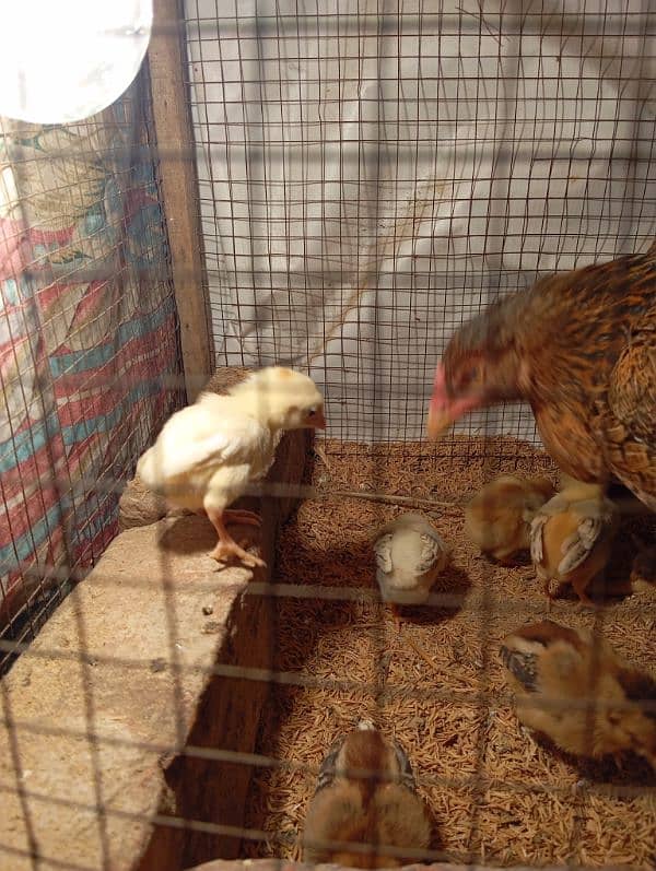 aseel mianwali chicks for sale 5