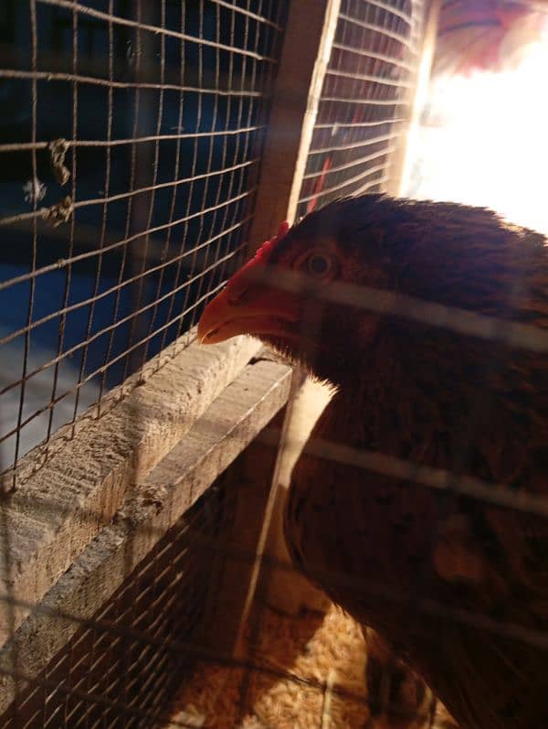 aseel mianwali chicks for sale 7