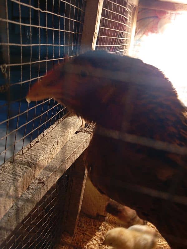 aseel mianwali chicks for sale 8