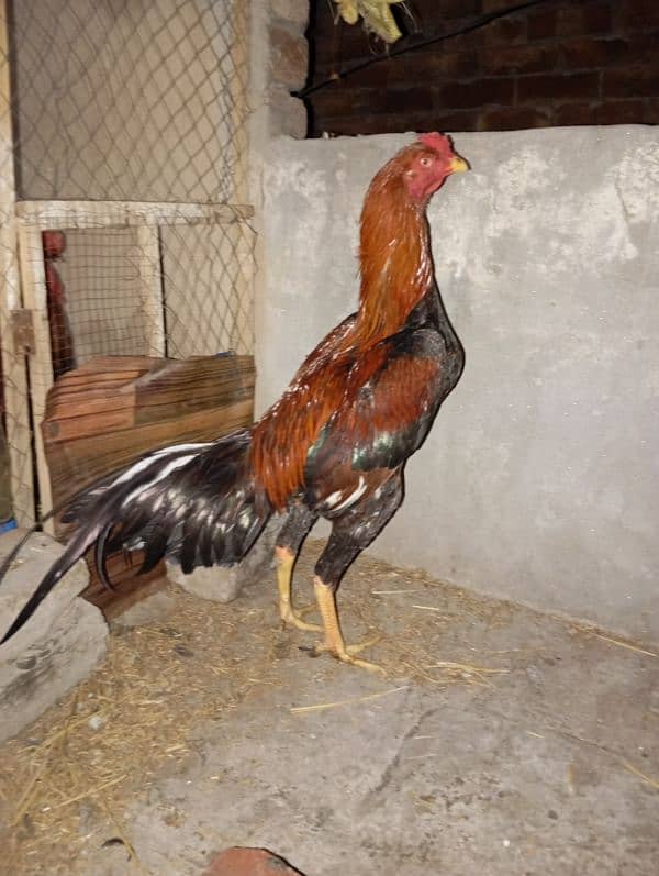 aseel mianwali chicks for sale 9