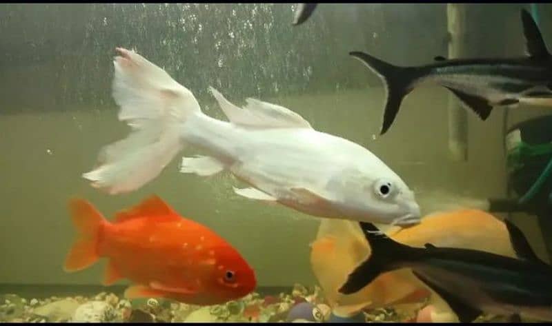 want to sell small color full fish 0