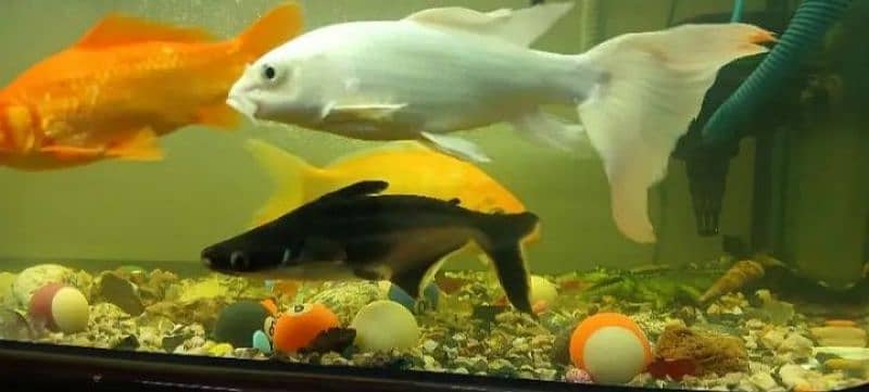 want to sell small color full fish 1