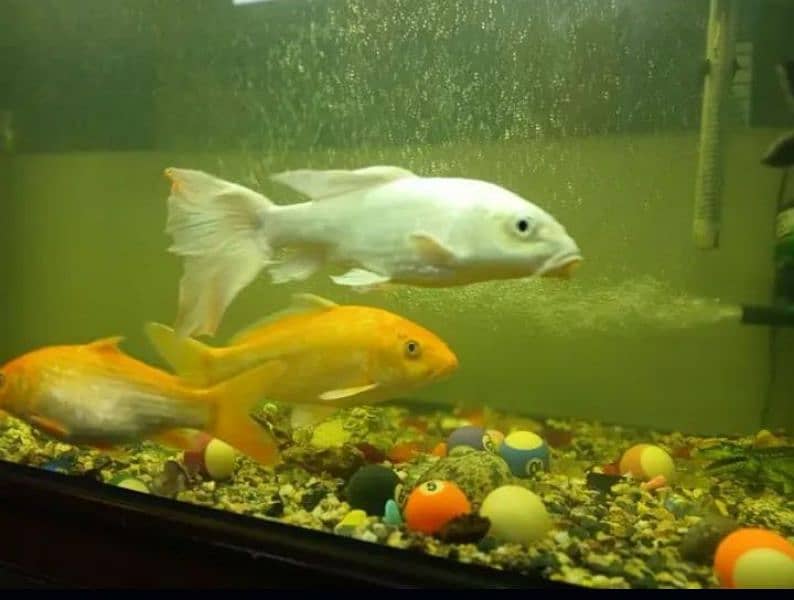 want to sell small color full fish 2