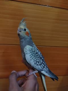 Hand Tamed Cocktail For Sale  4000