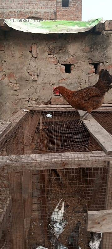 healthy hens available 0