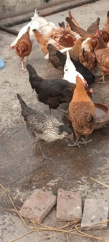 healthy hens available 1