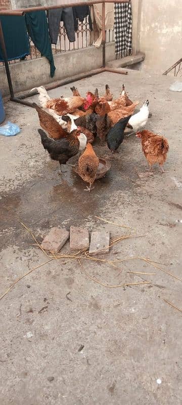 healthy hens available 2