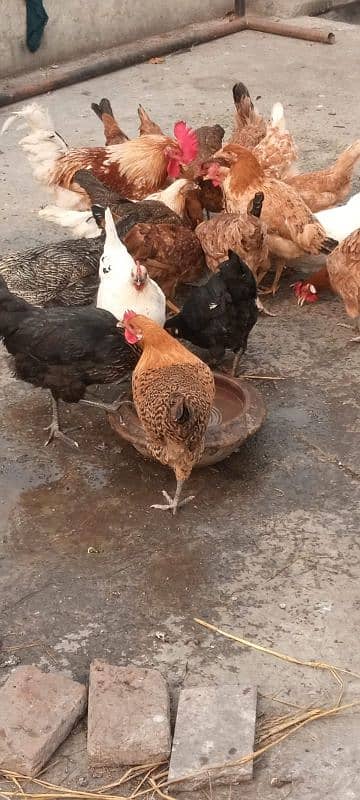 healthy hens available 3