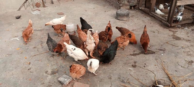 healthy hens available 4