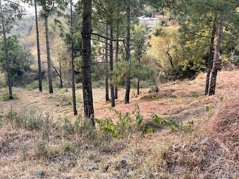 4 Kanal Residential plot for sale in Pine Wood Club Near Patriata 0