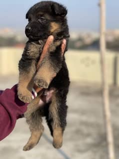 puppies German shephard