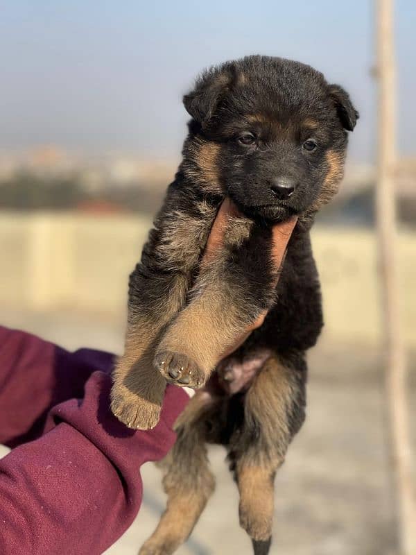 puppies German shephard 1