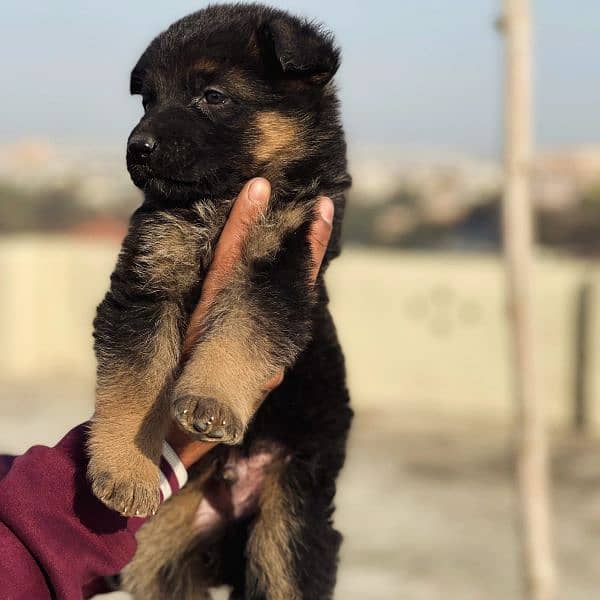 puppies German shephard 2